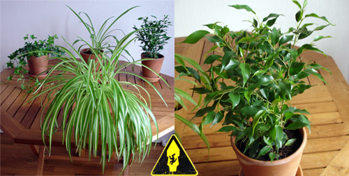 Plantes dépolluantes